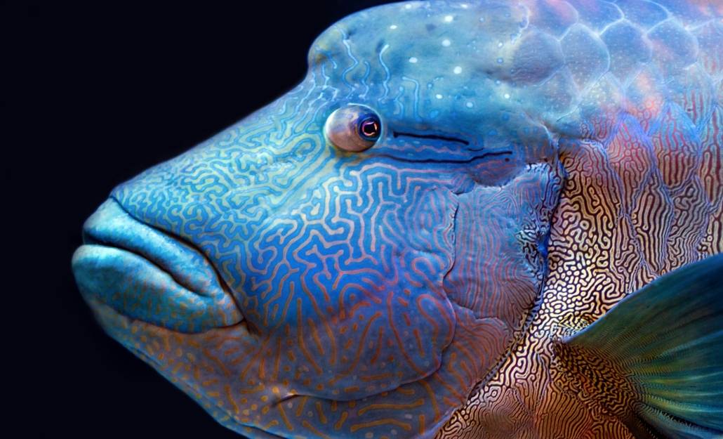 Korallrevet har fisker i mange farger og fasonger. Denne blir kalt for «Maori».